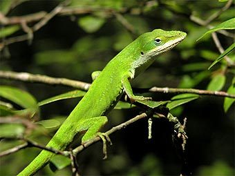  ,          .    the-lizard-lounge.com