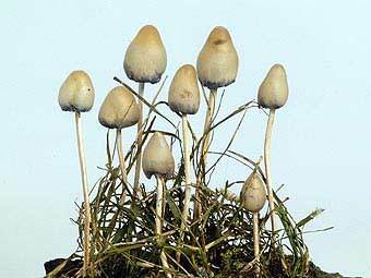 В Нидерландах полностью запретили галлюциногенные грибы, В мире