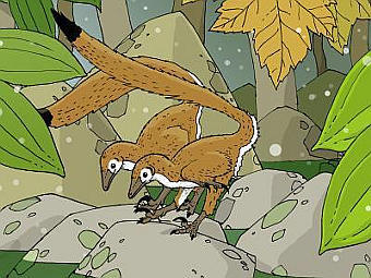 �������������� ������������� �������� ���� Hesperonychus elizabethae. ����������� ������ �� ������� ������������ ���� �������� (Nick Longrich) 