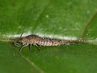 ������� ��� Archaeognatha meinertellidae. ���� � ����� tolweb.org