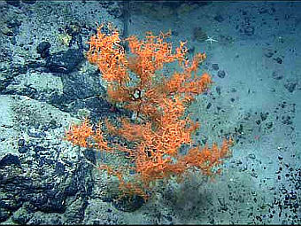 ������� ���� Leiopathes. ���� NOAA