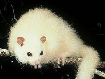 ������ Hemibelideus lemuroides. �������� ����� ���� ������ ����� �����������. ���� � ����� thinkprogress.org