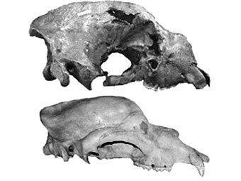����� ������������������� �������� ������� Arctodus simus (������) � ������������ ��������� ������� Ursus spelaeus. ����������� Borja Figueirido / SINC