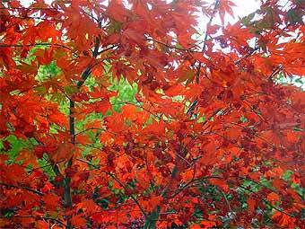 ���� � ����� surrey.ac.uk