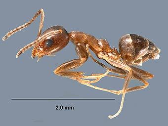 ������� Linepithema humile. ���� � ����� mississippientomologicalmuseum.org.msstate.edu