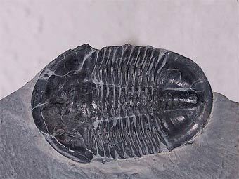 ������� ��������� Asaphiscus wheeleri. ���� ������������ DanielCD � ����� wikipedia.org