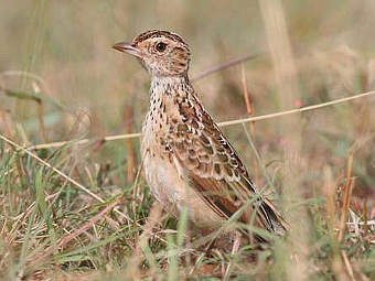��������� Heteromirafra sidamoensis. ���� � ����� birdlife.org