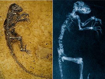 ��������� ������ Darwinius masillae � ��� ������������� ����������. ���� ������� ������������