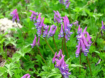 �������� Corydalis conorhiza. ���� � ����� flower.onego.ru