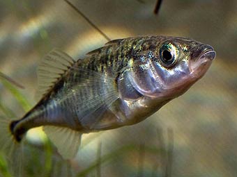 ������� Gasterosteus aculeatus. ���� � ����� oerred.dk