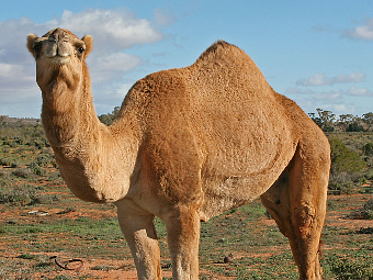 ����������� ������� ���� Camelus dromedarius. ���� ������������ Jjron � ����� wikipedia.org