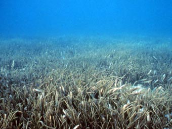 ������� �����. ���� � ����� noaa.gov 