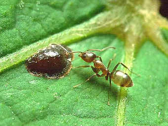 ������� ���� Linepithema humile. ���� ������������ Penarc � ����� wikipedia.org