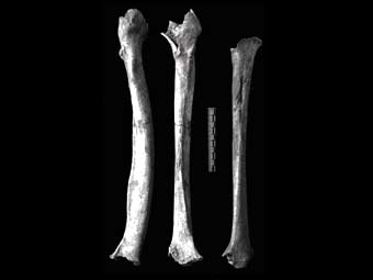 ������� ������� �����, ������������ � ������ ��������. ���� � ����� hominin.net