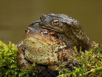 ���� Bufo Bufo � �������� �����������. ���� � ����� djsphotography.co.uk
