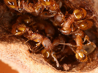������� ���� Temnothorax. ���� � ����� ncsu.edu