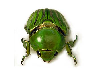 ��� Plusiotis gloriosa.���� � ����� insects.tamu.edu