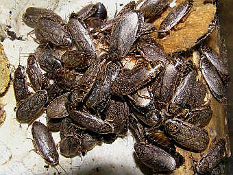 �������� Nauphoeta cinerea. ���� � ����� antclub.org
