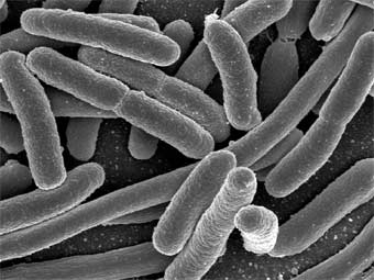 �������� ������� E. coli. ���� � ����� universityofcalifornia.edu
