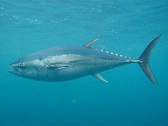 ����� Thunnus maccoyii. ���� Mark Spencer � ����� arkive.org