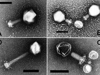 ���������. ����������� ������������ Ayacop � ����� wikipedia.org
