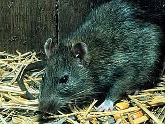 ������ ����� Rattus rattus. ���� ����� fs.fed.us