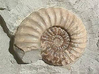 ���������� ������� ����������. ���� ������������ Dlloyd � ����� wikipedia.org