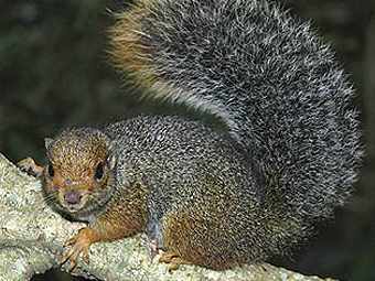 ����� Paraxerus vexillarius, ��������� � 500 ������ �� ����� ��������. ���� �������� ����� ��������