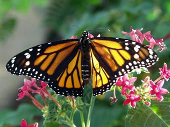 �������-������ Danaus plexippus. ���� � ����� extension.iastate.edu