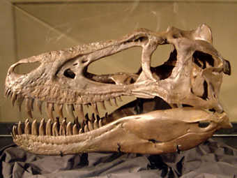 ����� ��������� �� ���� Nanotyrannus. ���� ������������ User:FunkMonk � ����� wikipedia.org