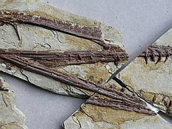 ����� Darwinopterus modularis. ����������� ������� ������������