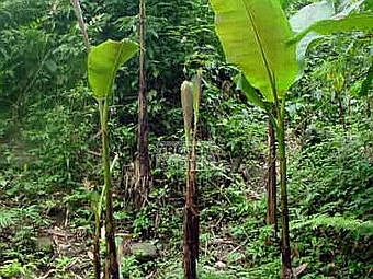 ������ Musa itinerans. ���� � ����� tropengarten.de