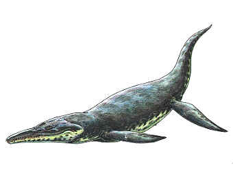 ����������������� ������� ��� ������������� ��������� �� ���� Kronosaurus. ����������� ������������ Haplochromis � ����� wikipedia.org