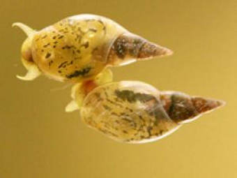 ������ Lymnaea stagnalis. ���� Kuroda laboratory