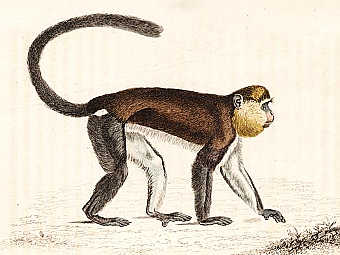 �������� Cercopithecus campbelli campbelli. ���� ������������ Eugene van der Pijll � ����� wikipedia.org