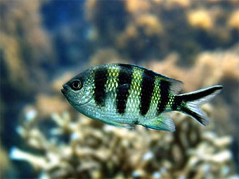 Abudefduf sexfasciatus. ���� � ����� ozanimals.com