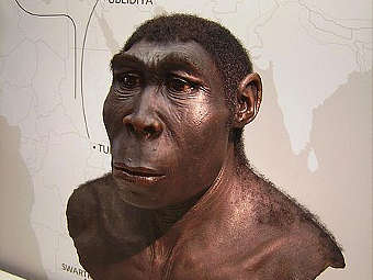 �������������� ������� ��� Homo erectus. �������� ���������������� ����� � ������ �����, ��������