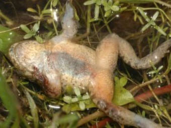 ����-��������, �������� �� �������� ������ Batrachochytrium dendrobatidis. ���� � ����� ���������� �������� �������