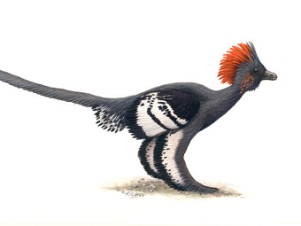 Anchiornis huxleyi. ����������� Michael DiGiorgio/Courtesy Yale