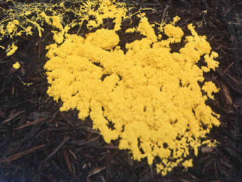 �������� Physarum polycephalum. ���� � ����� genome.gov