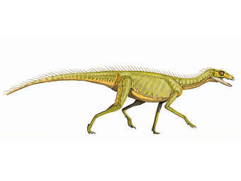 ����������������� ������� ��� �������� �� ���� Silesaurus. ����������� ������������ DiBgd � ����� wikipedia.org