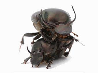���� Onthophagus taurus. ���� � ����� iu.edu