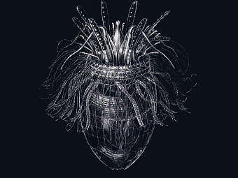 ���������� Pliciloricus enigmatus. ����������� ������������ Aglarech � ����� wikipedia.org