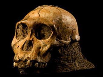 ����� Australopithecus sediba. ���� � ����� web.wits.ac.za