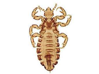 ����. Pediculus humanus. ���� Vincent S. Smith