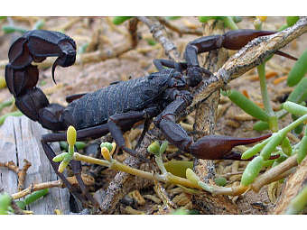 ����������� �������� Androctonus crassicauda.  ���� ������������ Dbenbenn � ����� wikipedia.org
