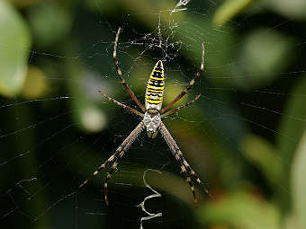 ���� Argiope bruennichi. ���� ������������ Laitche � ����� wikipedia.org