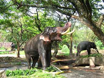 ���� ������������ Kjrajesh � ����� wikipedia.org