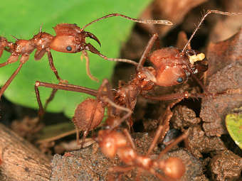 ������-������� Atta cephalotes. ���� � ����� ncsu.edu
