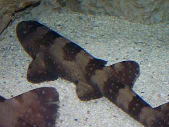 ���������� ����� Chiloscyllium plagiosum. ���� ������������ Yzx  � ����� wikipedia.org